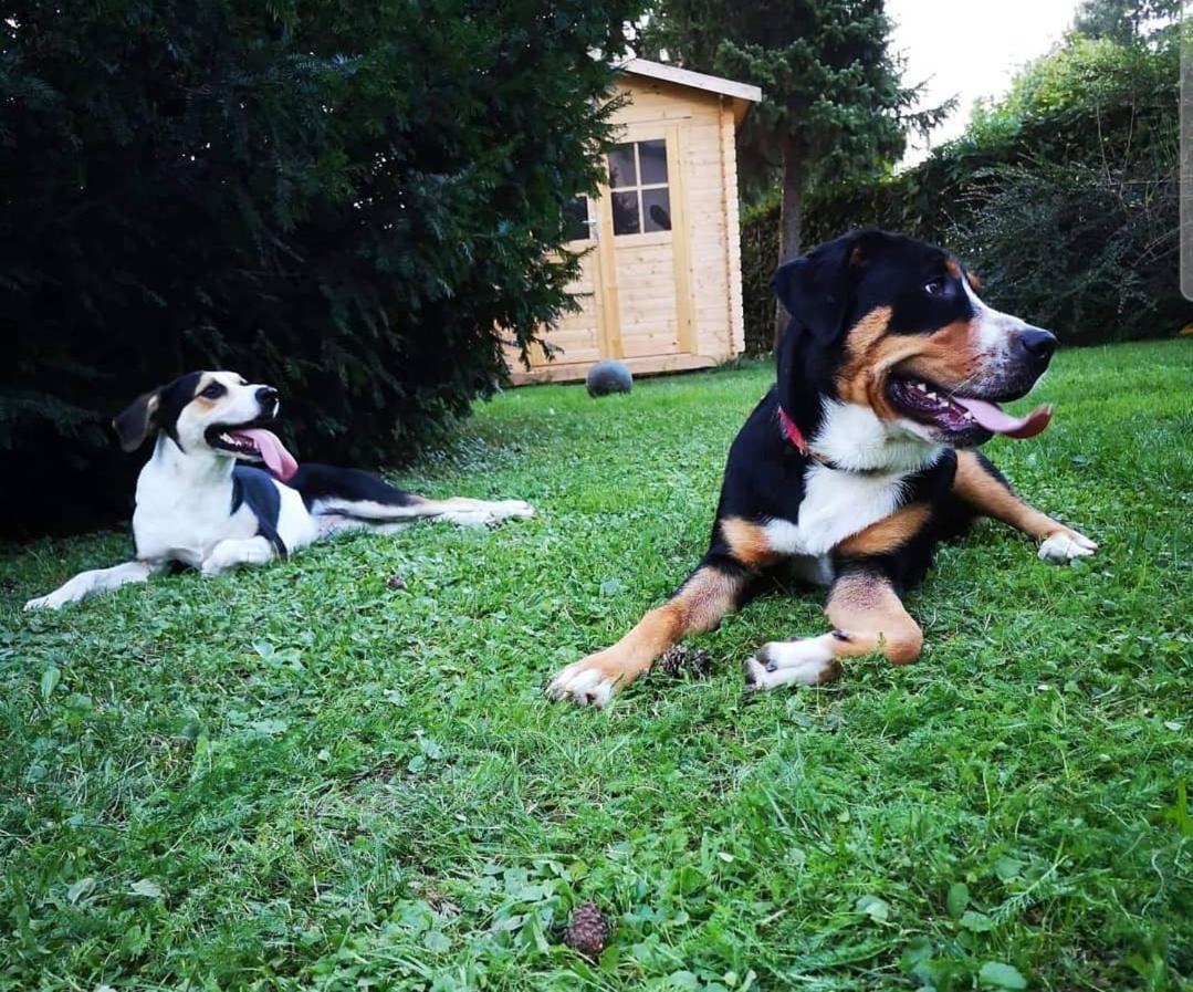 Moja Vila Bled Dış mekan fotoğraf